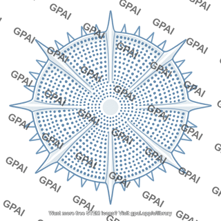 Diatom test ornamented