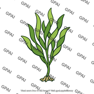 Attached marine plant