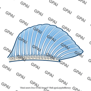 Blue seashell