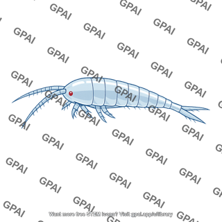 Copepod calanus