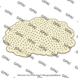 Bryozoa colony encrusting