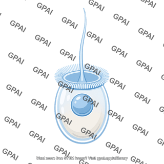 Choanocyte
