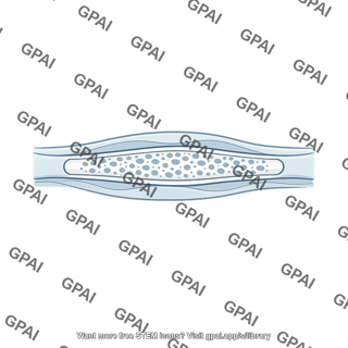 Cetacean skin canal