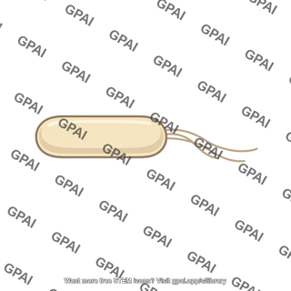 Bacillus bacterium
