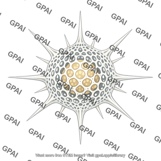Radiolarian