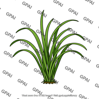 Surf grass