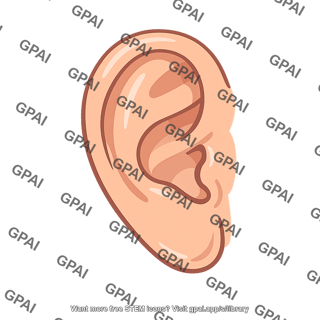 Ear