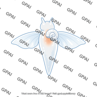 Pteropod
