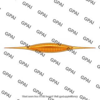 Diatom with extension