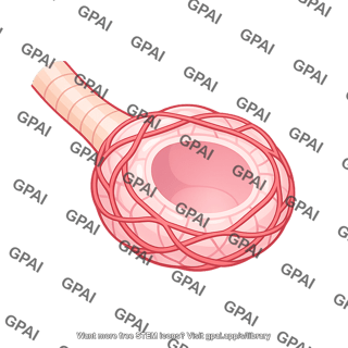 Alveolus