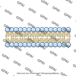 Phospholipid bilayer closeup