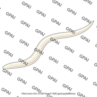 Nematode