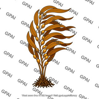 Giant brown bladder kelp