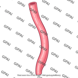 Esophagus