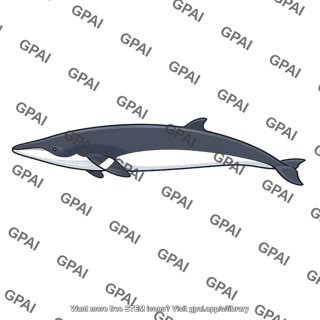 Minke whale