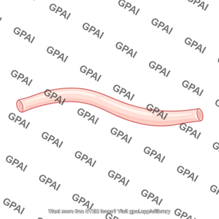 Anatomical duct