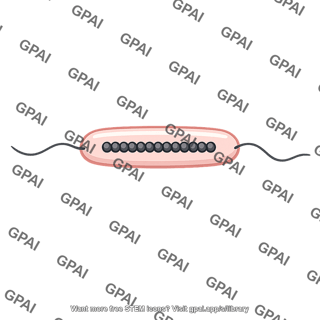 Bacterium magnetotactic