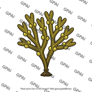 Rock weed