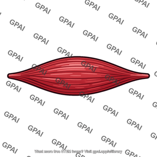 Muscle fiber