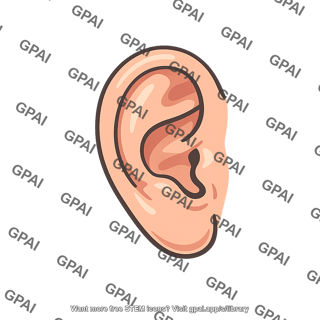 Ear human