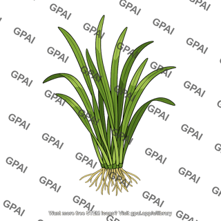 Eelgrass