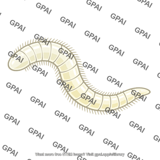 Worm larva