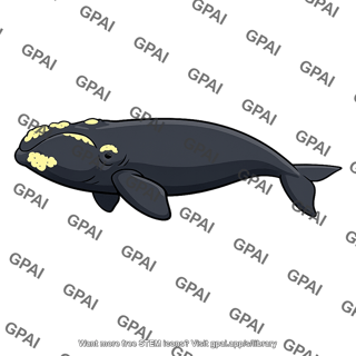 Right whale