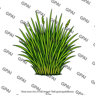 Salt marsh grass