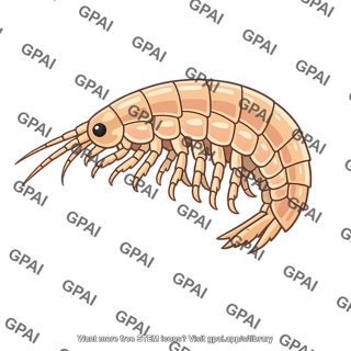 Amphipod