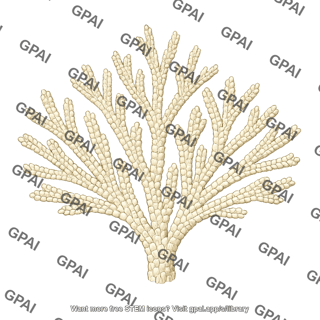 Bryozoa colony branching