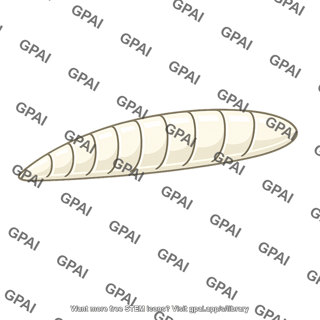 Cephalopod shell internal