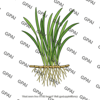 Eelgrass rooted