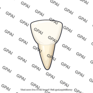 Porpoise tooth spade shaped