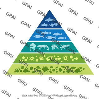 Oceanic biomass pyramid