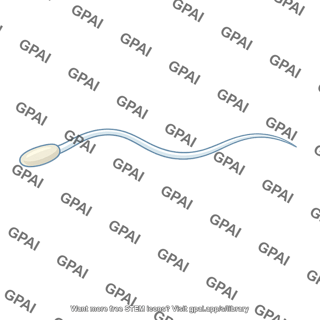 Sperm cell