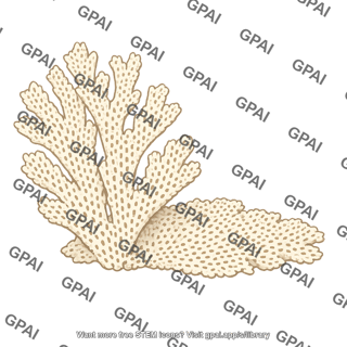 Bryozoan