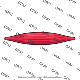 Red muscle fiber