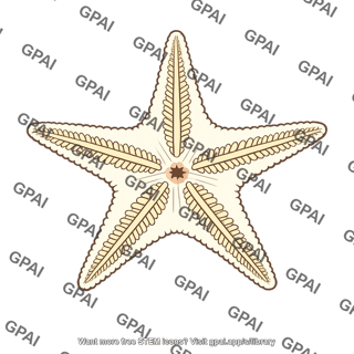 Sea star underside