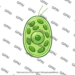 Marine alga unicellular
