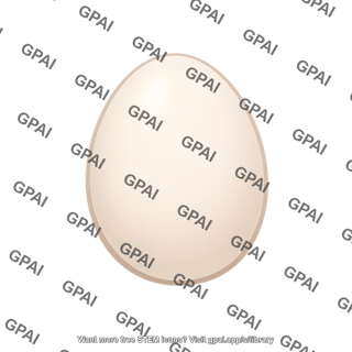Chicken egg