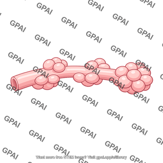 Alveolar duct