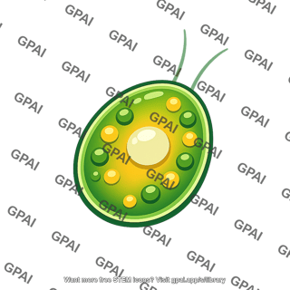 Marine phytoplankton