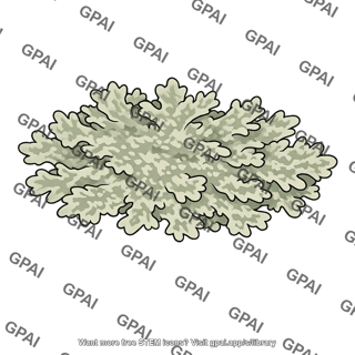 Lichen