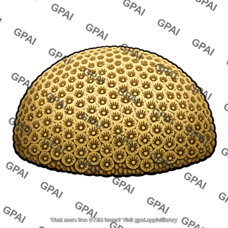 Head coral