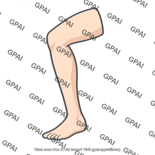 Leg