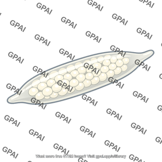 Squid egg sac