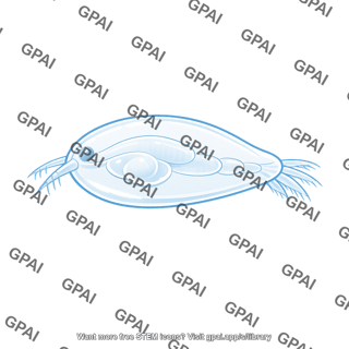 Marine organism transparent