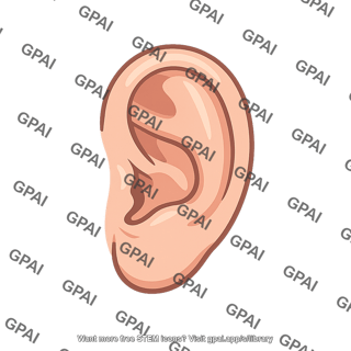 Human ear