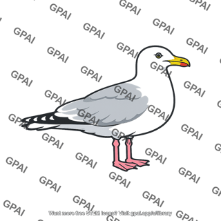 Herring gull
