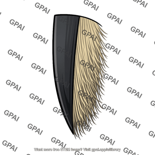 Baleen fringed